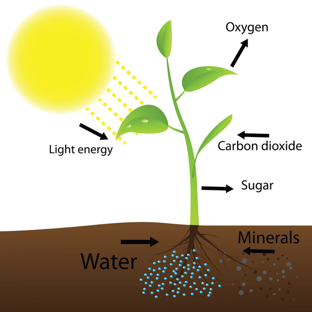 Schemat fotosyntezy - Wektor, obraz