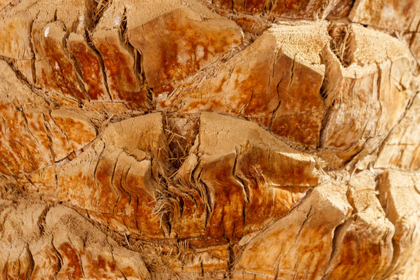 Palmeira casca textura para fundo - Foto, Imagem