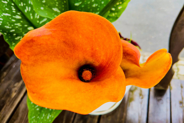 Lys Calla orange sur les plantes dans le jardin
. - Photo, image