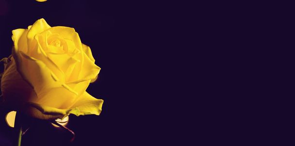 Krásná žlutá růže pupen zblízka na černém pozadí. Abstrakt - Fotografie, Obrázek
