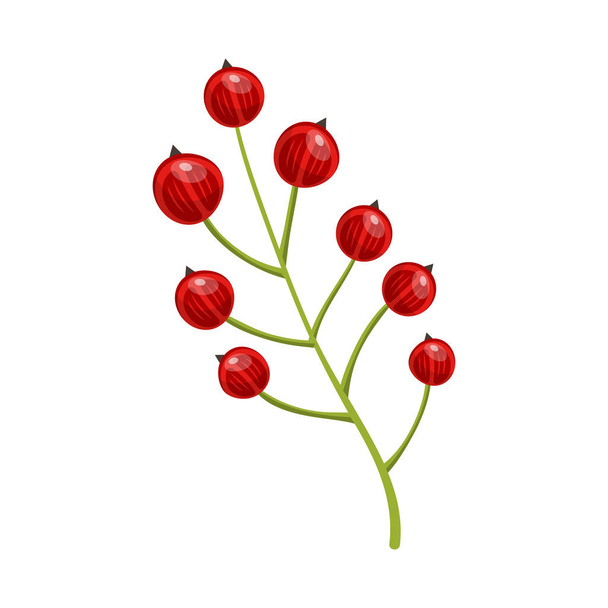 Red currant berries. Set of hand drawn vector illustrations of sprigs of redcurrant with bunch of berries and green leaves on white background - Διάνυσμα, εικόνα