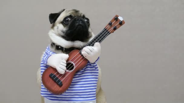 Έκπληκτος αστείο pug κοιτάζει την κάμερα με μια κιθάρα σε ένα εορταστικό κοστούμι, κιθαρίστας σκυλιών - Πλάνα, βίντεο