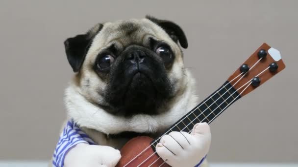 Έκπληκτος αστείο pug κοιτάζει την κάμερα με μια κιθάρα σε ένα εορταστικό κοστούμι, κιθαρίστας σκυλιών - Πλάνα, βίντεο