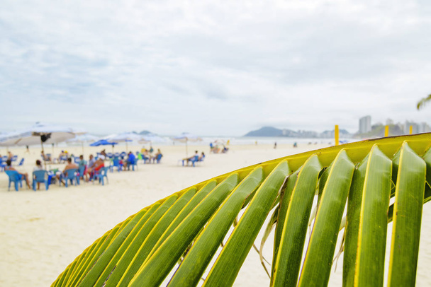 Palme am Guaruja-Strand - Foto, Bild