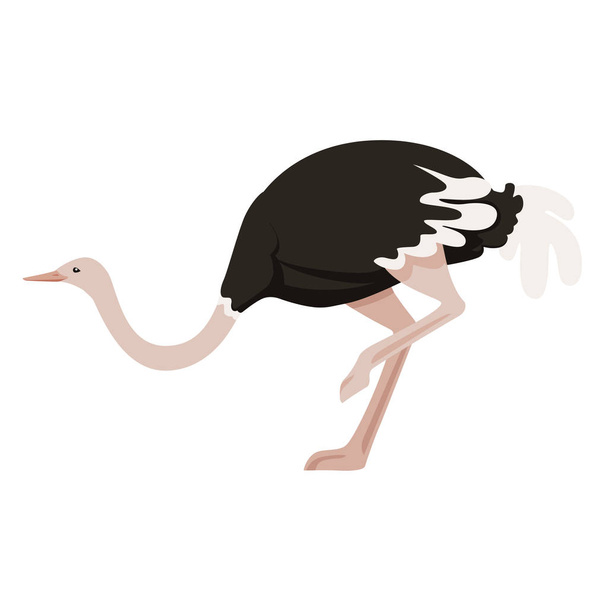 Cute ostrich stay on one leg african flightless bird cartoon animal design flat vector illustration isolated on white background - Vector, Image