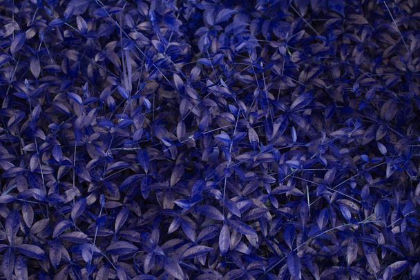 Cor do ano 2020 fundo azul clássico feito de folhas molhadas frescas. Folhagem de folhas tropicais, textura de folhas abstratas, fundo floral natural
. - Foto, Imagem