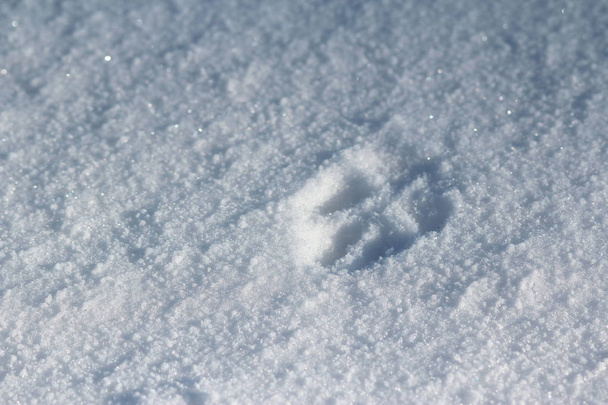 Huella de un pie de perro en la nieve
 - Foto, Imagen