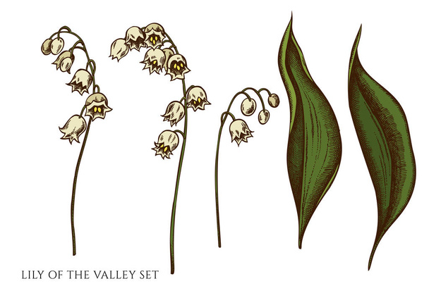 Vector set of hand drawn colored lily of the valley - Vecteur, image