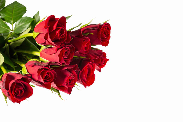 Magníficas rosas rojas de cerca vista aislada. Hermosos fondos. Rosas Rojas. Fondos de San Valentín. Tarjeta postal
. - Foto, imagen