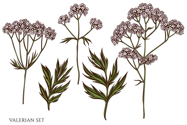 Vector set of hand drawn colored valerian - Vector, Image