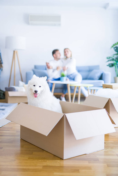 Karton kutular etrafında yeni evde kanepede oturan köpek ile genç güzel çift - Fotoğraf, Görsel