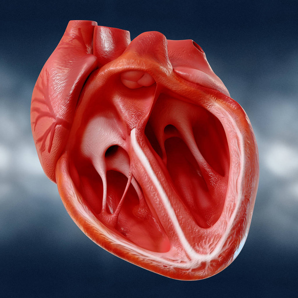 Anatomicznie prawidłowy model ludzkiego serca z komorami i głównymi naczyniami, renderowanie 3d - Zdjęcie, obraz