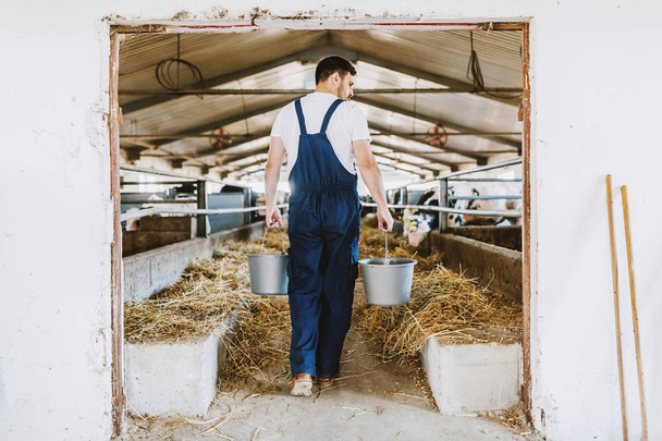 Vue arrière d'un bel agriculteur caucasien tenant des seaux dans des mains avec de la nourriture animale. Intérieur stable
. - Photo, image