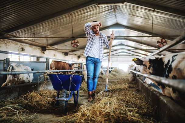 Full length of handsome caucasian farmer in plaid shirt and jeans leaning on hay fork and wiping sweat. Stable interior. - 写真・画像