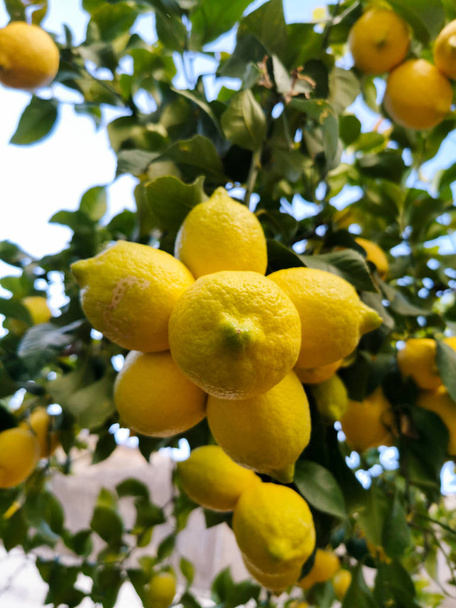 ripe bunch of lemons on the branch - Photo, Image