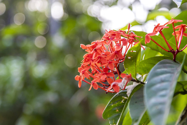 červené květy na přírodním pozadí, ostnaté květy tvar, tónovaný proces - Fotografie, Obrázek