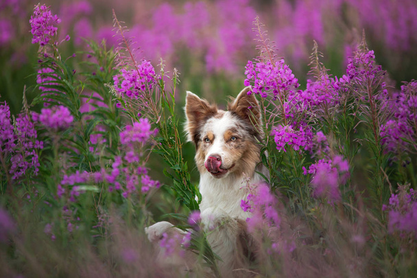 Dog in lilac flowers. Border Collie in a field on nature. Portra - Photo, Image