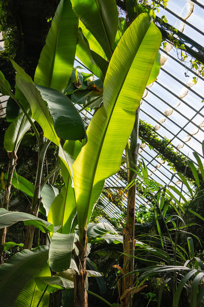 Glass greenhouse interior of tropical plants in the botanical garden of Madrid, Spain, Europe. In vertical - Photo, image