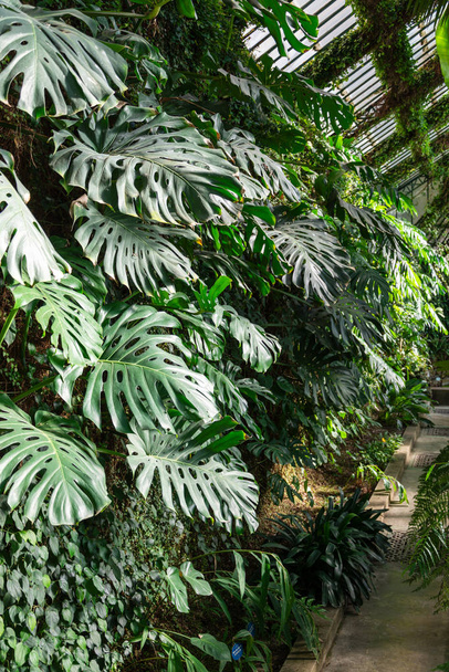 Kilátás a belső üvegház trópusi növények a botanikus kert Madrid, Spanyolország, Európa. Függőlegesen - Fotó, kép