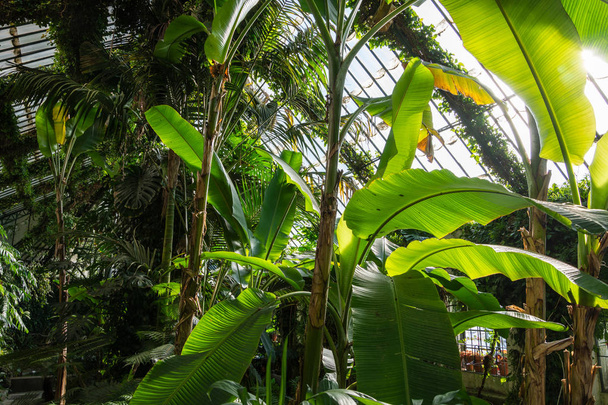 Gewächshausinnenraum tropischer Pflanzen im botanischen Garten Madrids, Spaniens, Europas - Foto, Bild
