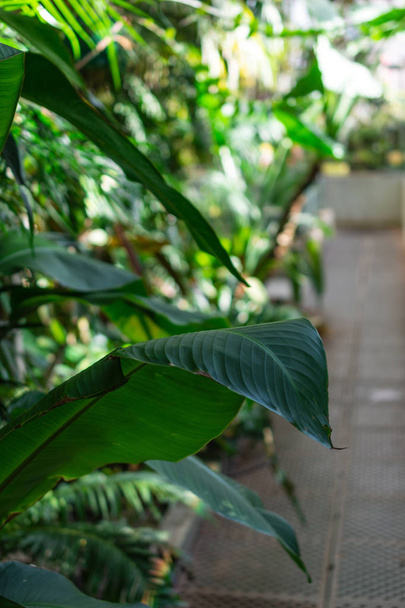 Szczegóły tropikalnych liści, z nieostrym tłem, wewnątrz szklarni w Królewskim Ogrodzie Botanicznym w Madrycie, Hiszpania, Europa. W pionie - Zdjęcie, obraz