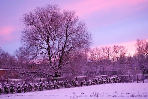 Talvi sarastaa. Vanha, lehdetön puu häämöttää kauniilla monivärisellä taivaalla. Vaaleanpunainen violetti
 - Valokuva, kuva