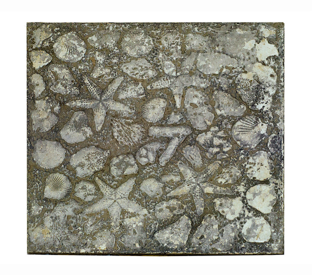 Скам'янілість морської зірки і мушлі ізольовані на білому тлі
 - Фото, зображення