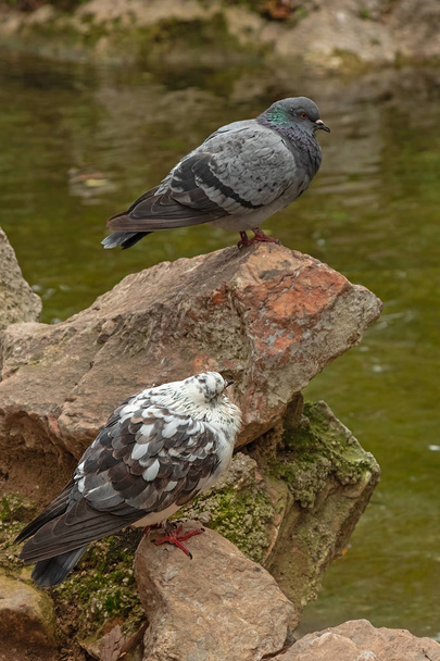 pair of pigeons on the stones. White dove looks at another - Photo, Image