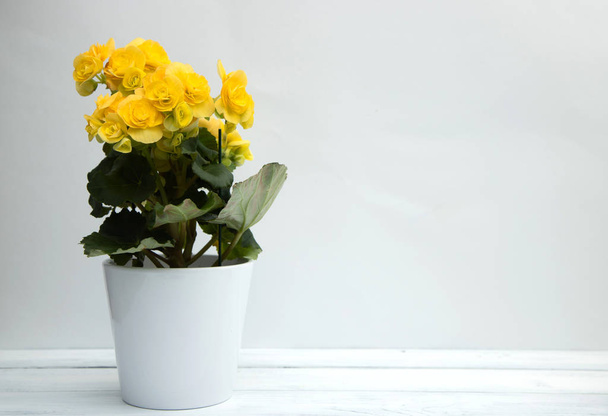Žlutý kvetoucí begonia květ ve stylovém bílém keramickém hrnci stojí na bílém dřevěném stole na bílém pozadí. Ušetřete prostor. Pěstování domácích květin. - Fotografie, Obrázek