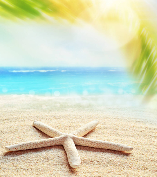 Fondo playa de arena de verano. Hoja de palma, estrellas de mar, mar y cielo. Concepto de verano
. - Foto, imagen