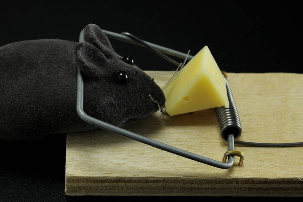 Jouet souris pris dans un piège à souris sur un fromage sur un fond noir
 - Photo, image