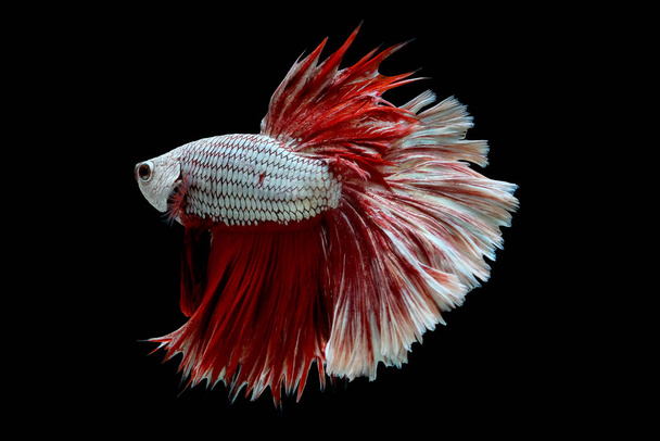 Colorful with main color of metallic white and red betta fish, Siamese fighting fish was isolated on black background. - Photo, Image