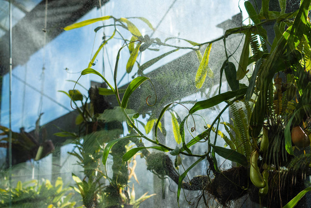Riego automático para plantas carnívoras tropicales, en invernadero en Madrid, España, Europa. Horizontal
 - Foto, Imagen