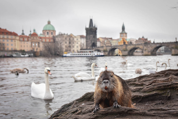 Nutria or muskrat is on the background  of swans on Vltava's river bank in Prague. Closeup. Selective focus. - Photo, Image