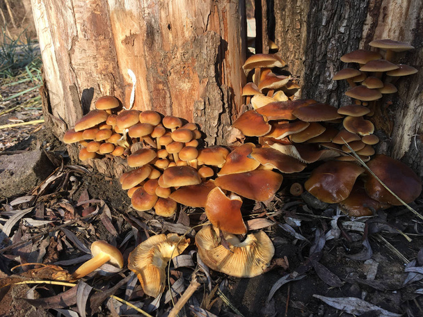 Honey fungus mushroom (Armillaria mellea) on a tree in the forest in October - Photo, Image