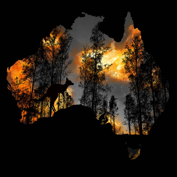 Australie incendies : Les animaux aux prises avec la crise. 480 millions d'animaux sont directement touchés par la crise des feux de brousse en Australie. Les feux extrêmes ont dévasté les habitats naturels
 - Photo, image