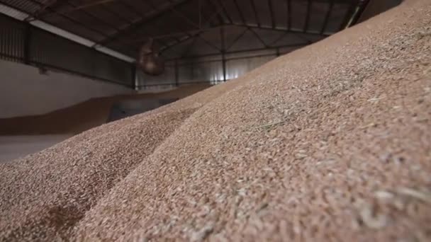 zbliżenie ziarna pszenicy w hangarze - Materiał filmowy, wideo