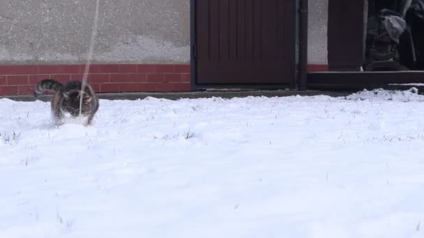 Belföldi macska játszik -val egy keskeny húr közepén hó kert. Téli játékok a legjobb baráttal. Színes cica izgatott a hó ajándékok. Gyors támadás az ellenség ellen néhány másodperc alatt. - Felvétel, videó