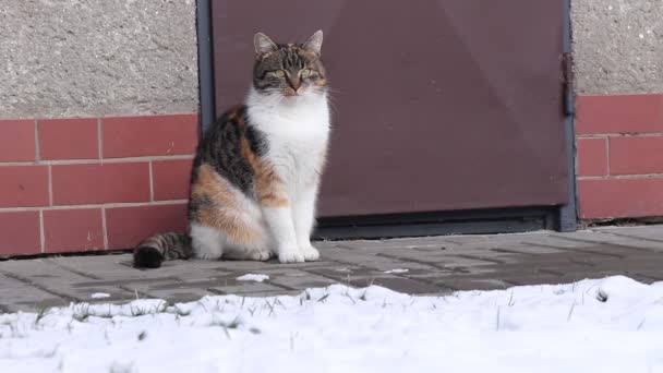 Ειλικρινής και ακούραστη εμφάνιση της εγχώριας γάτας που κάθεται στο πεζοδρόμιο πίσω από το χιόνι κήπο. Δεν θέλει να βραχεί. Felis catus οικιακή ματιά στην κάμερα με τα πράσινα μάτια της.  - Πλάνα, βίντεο