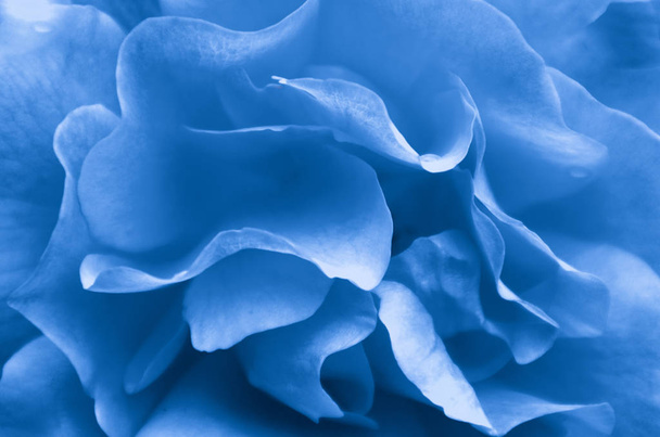 Close-up macro weergave van rozenblaadjes in klassieke blauwe 2020 monochrome kleuren. Abstract bloemen achtergrond kunst concept - Foto, afbeelding