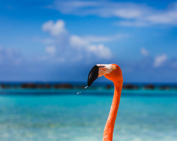 Plage de Flamingo, île Renaissance d'Aruba. Flamants roses errant autour de la plage bronzage
. - Photo, image