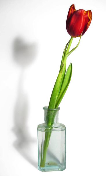 malebný pohled na krásný tulipán květiny - Fotografie, Obrázek