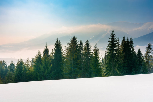 spruce forest on a snow covered mountain meadow - Fotoğraf, Görsel