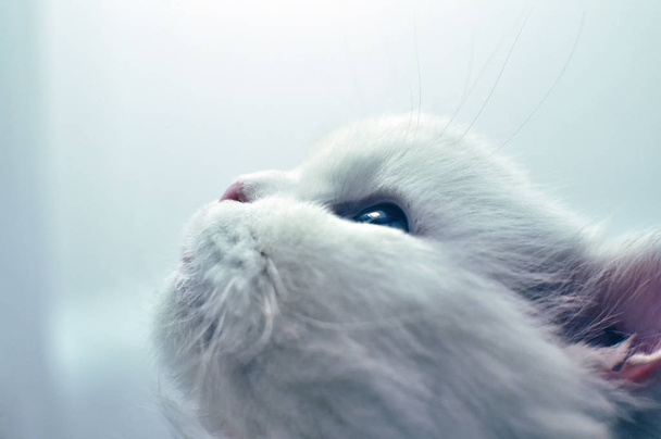 Hermoso retrato de gato persa blanco con ojos azules sobre fondo borroso con luz cálida de verano
 - Foto, imagen