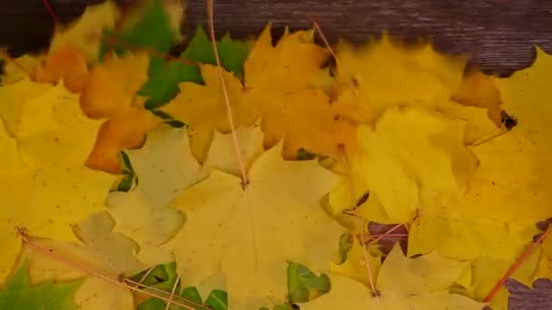 herfst esdoornblad op oude houten planken aflevering 2 - Video