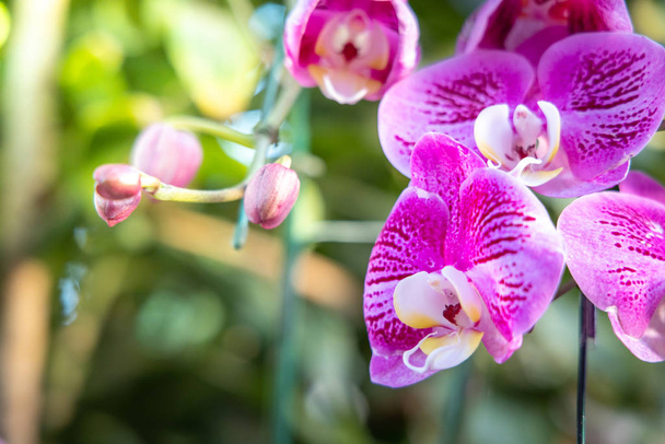Mooie bloeiende orchideeën in bos - Foto, afbeelding