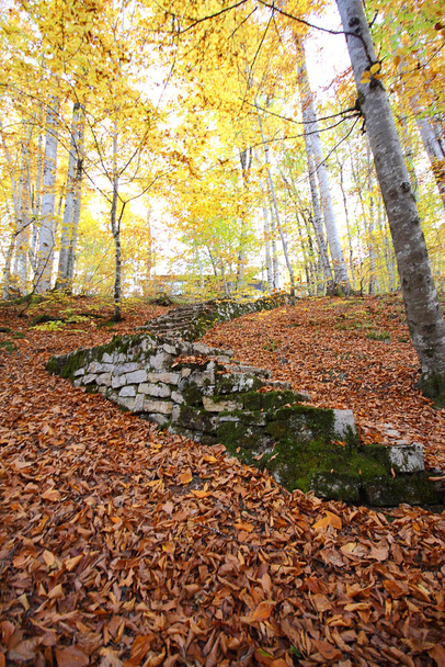Sevenlakes National Park in Autumn Bolu Turkey. Yedigoller Milli Parki - Фото, зображення