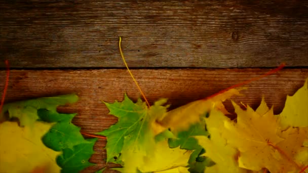 podzimní javorový list na starých dřevěných prken epizoda 1 - Záběry, video