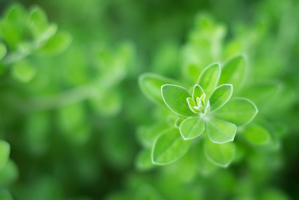 green leaf texture background with warm light - Φωτογραφία, εικόνα