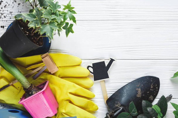 Young plants in pots, shovel, gloves for pottering on white wooden table. Spring, nature background. Mock up - Photo, Image